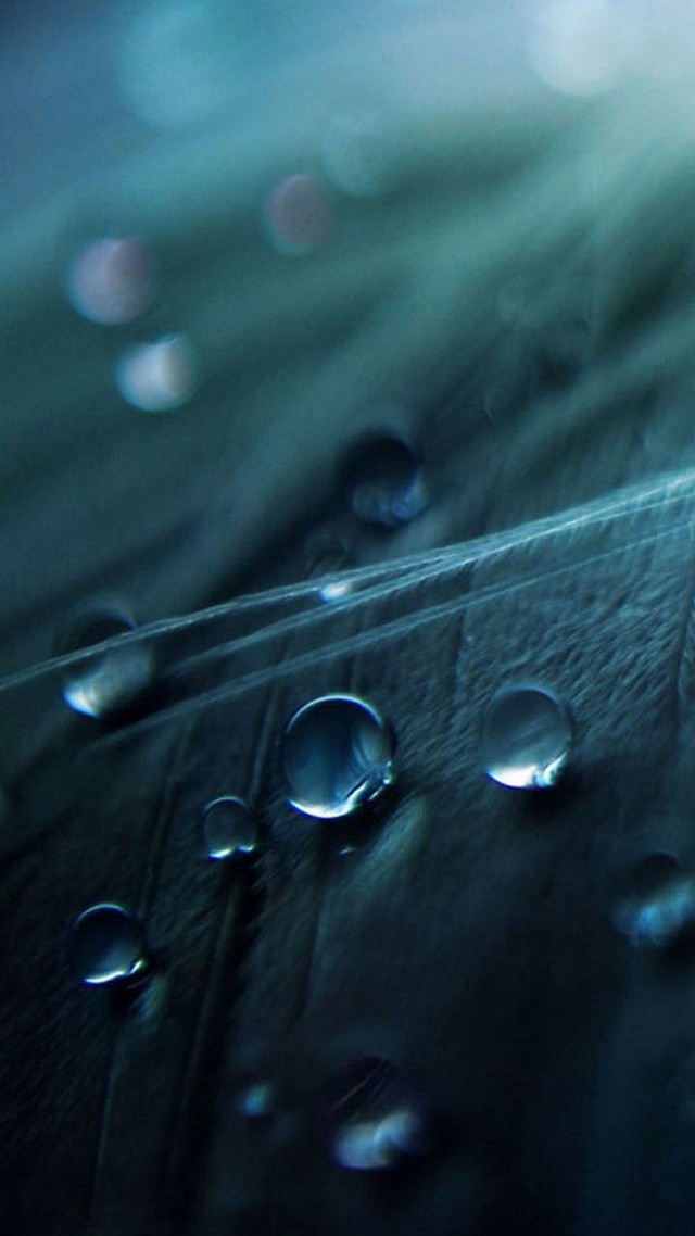 Leaf water droplets blue sky free wallpaper for mobile - medium preview image