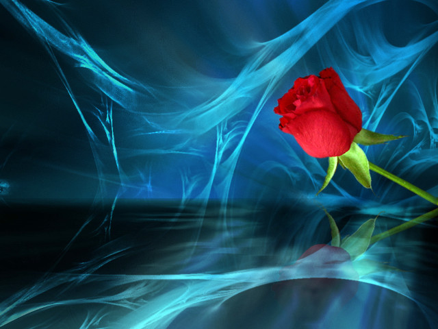 Red rose blue surface water free wallpaper for desktop - medium preview image