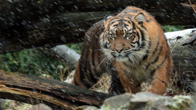 Tiger walking forest snow fallen free wallpaper for desktop - medium preview image