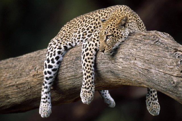 Leopard resting tree branch head #2 free wallpaper for desktop - medium preview image