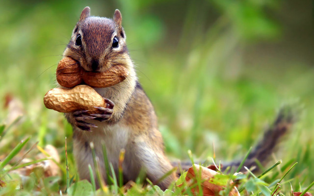 Squirrel eating nut ecological art free wallpaper for desktop - medium preview image