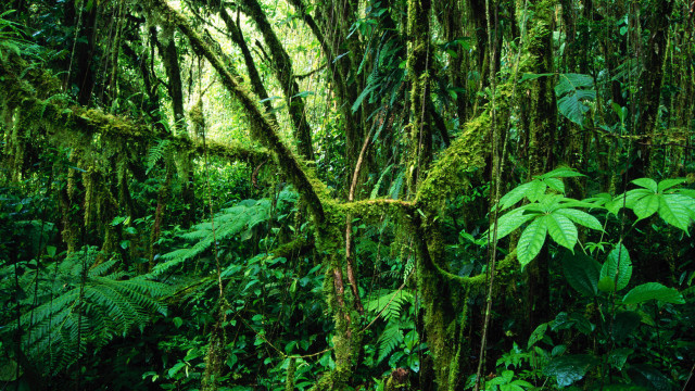 Lush green forest mossy vegetation free wallpaper for desktop - medium preview image