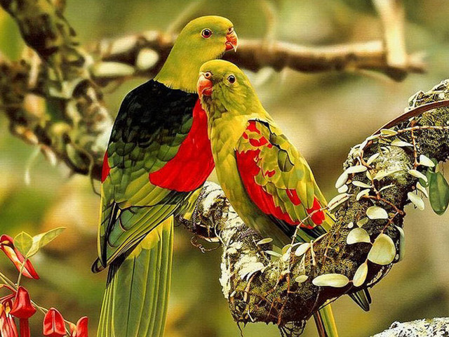 Two birds sitting on branch free wallpaper for desktop - medium preview image