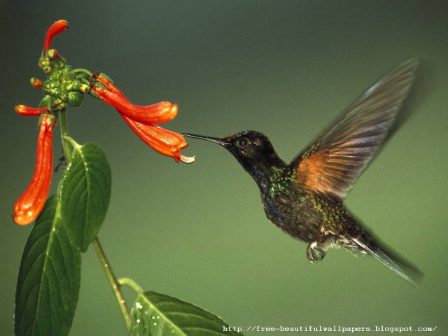 Hummingbird flying flower beak open free wallpaper for desktop - medium preview image