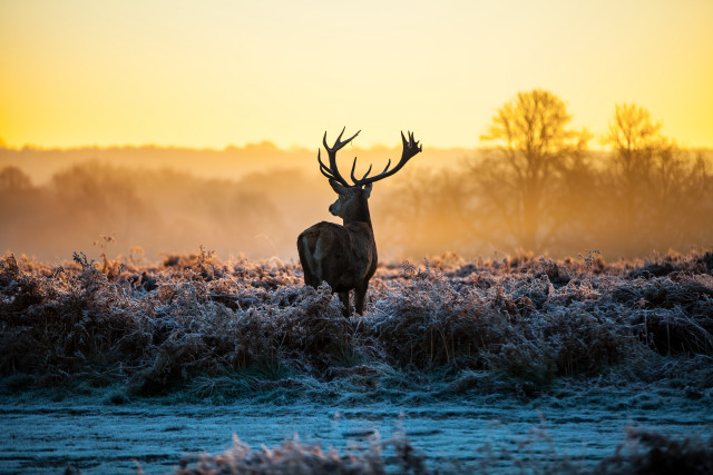 Deer frost field sunset dawn free wallpaper for desktop - medium preview image