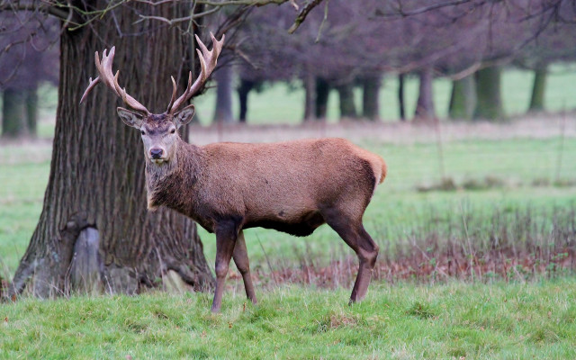 Deer field tree bare branches free wallpaper for desktop - medium preview image