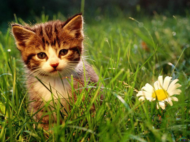 Kitten grass flower blurry background free wallpaper for desktop - medium preview image
