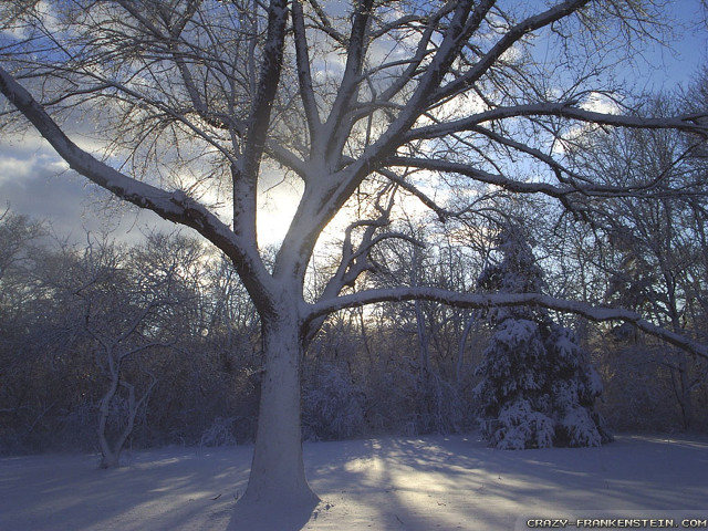 Tree snowy field sun shining free wallpaper for desktop - medium preview image
