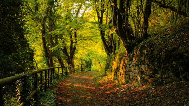 Autumn path woods stone wall free wallpaper for desktop - medium preview image