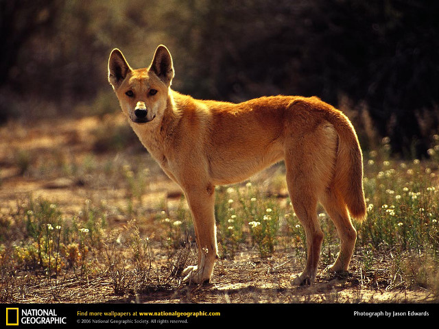 Dingy dog field grass flowers free wallpaper for desktop - medium preview image