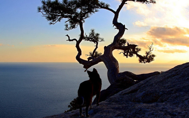 Horse tree cliff ocean sunset free wallpaper for desktop - medium preview image