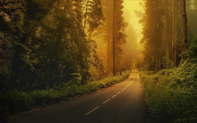 Forest road trees yellow sky free wallpaper for desktop - medium preview image