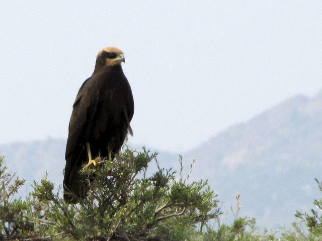 Large bird perched on branch free wallpaper for desktop - medium preview image