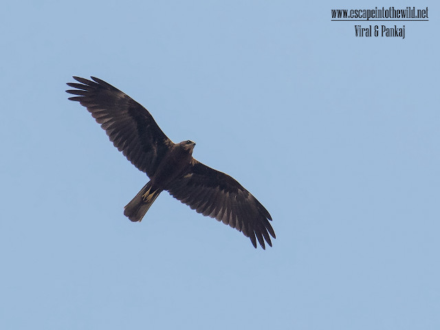 Large bird flying blue sky #10 free wallpaper for desktop - medium preview image