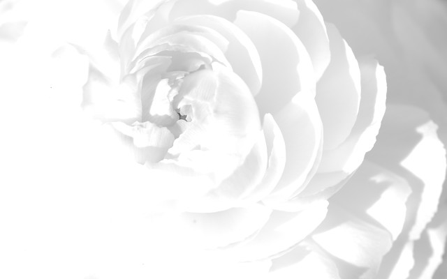 Large white flower black white free wallpaper for desktop - medium preview image