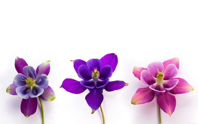 Three flowers purple middle synchromism free wallpaper for desktop - medium preview image
