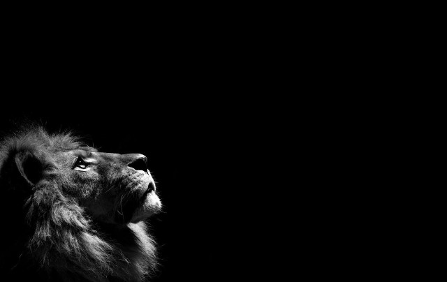 Lion looking up sky dark free wallpaper for desktop - medium preview image