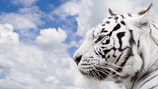 White tiger left cloudy sky free wallpaper for desktop - medium preview image