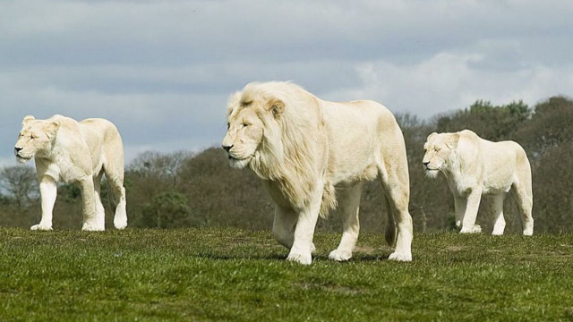 White lions lush green field free wallpaper for desktop - medium preview image