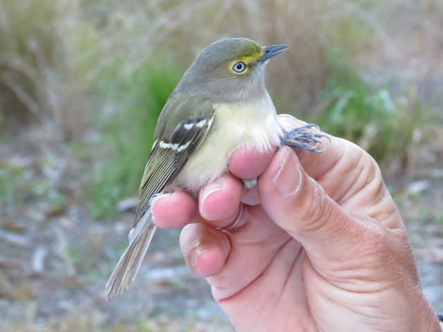 Small bird hand wild grass free wallpaper for desktop - medium preview image
