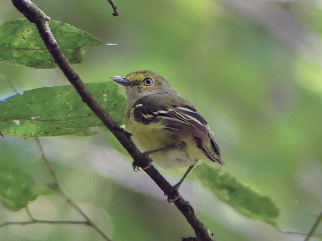 Bird branch leaves blurry background #2 free wallpaper for desktop - medium preview image