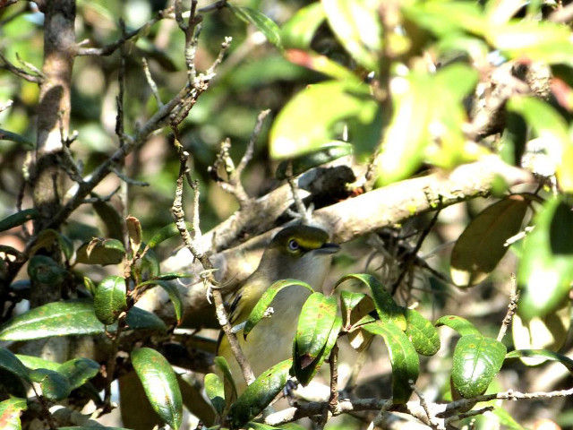 Bird perched branch tree leaves #5 free wallpaper for desktop - medium preview image