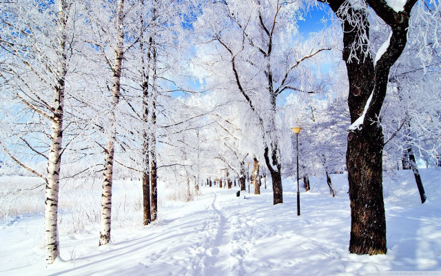 Snowy path park trees street free wallpaper for desktop - medium preview image
