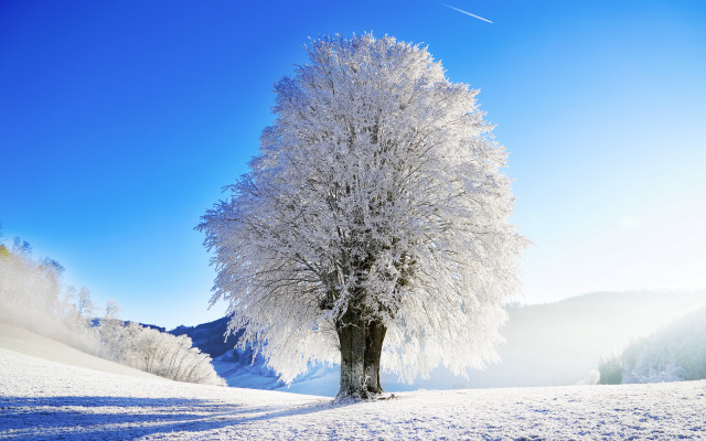 Snowy field tree blue sky free wallpaper for desktop - medium preview image