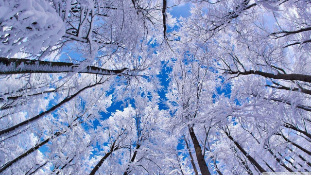 Snowy forest blue sky bench free wallpaper for desktop - medium preview image