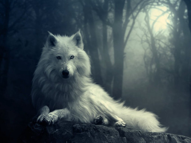 White wolf sitting rock forest free wallpaper for desktop - medium preview image