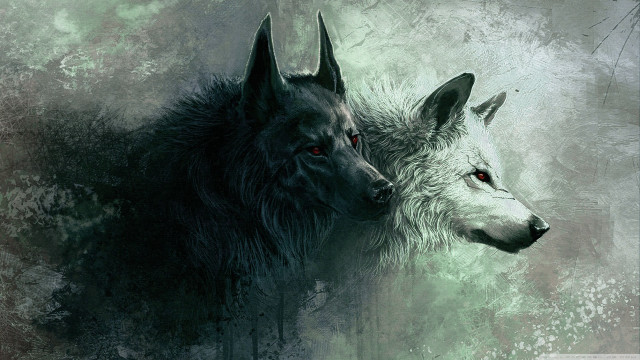 Two wolfs facing green background free wallpaper for desktop - medium preview image