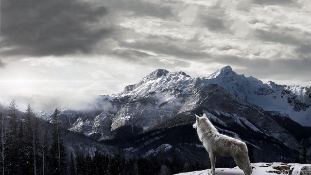 Lone wolf snowy mountain cloudy free wallpaper for desktop - medium preview image