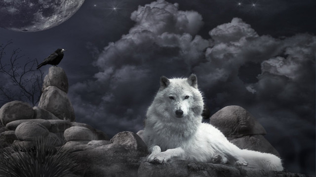 White wolf rock night crow free wallpaper for desktop - medium preview image