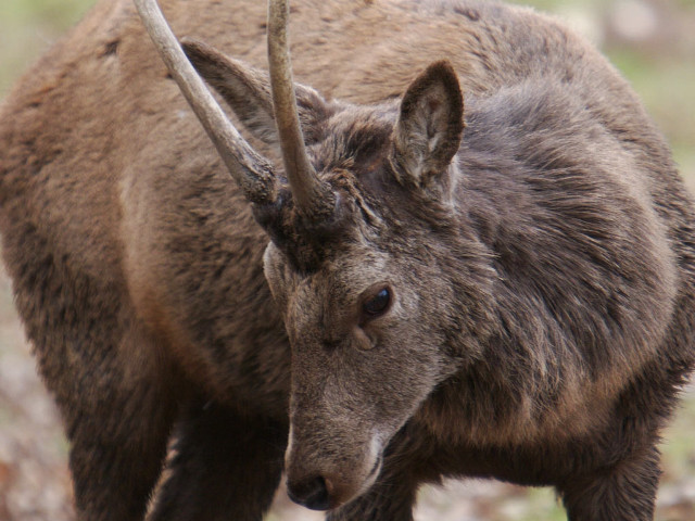 Deer horns field grass dirt free wallpaper for desktop - medium preview image