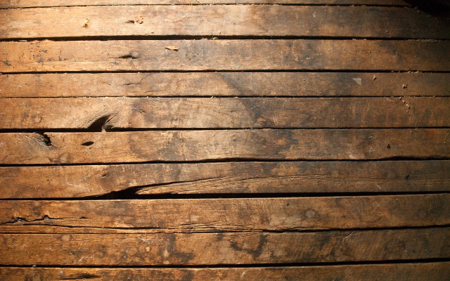 Wooden plank bird side bird #2 free wallpaper for desktop - medium preview image