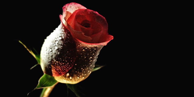 Red rose water droplets black free wallpaper for desktop - medium preview image