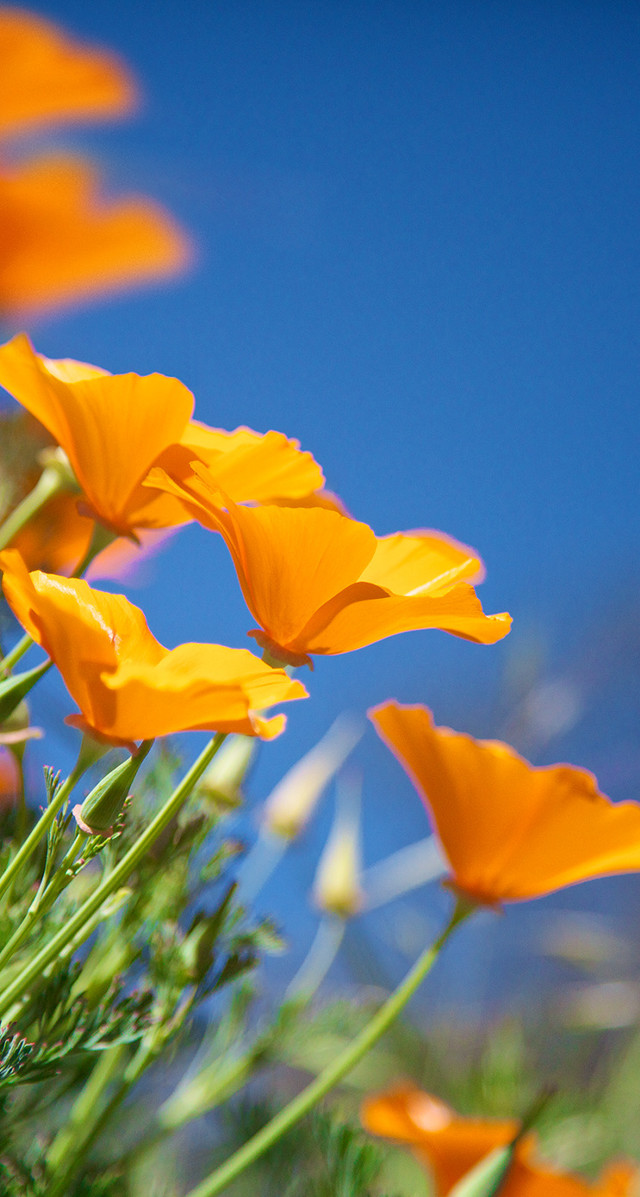 Orange flowers field blue sky free wallpaper for mobile - medium preview image