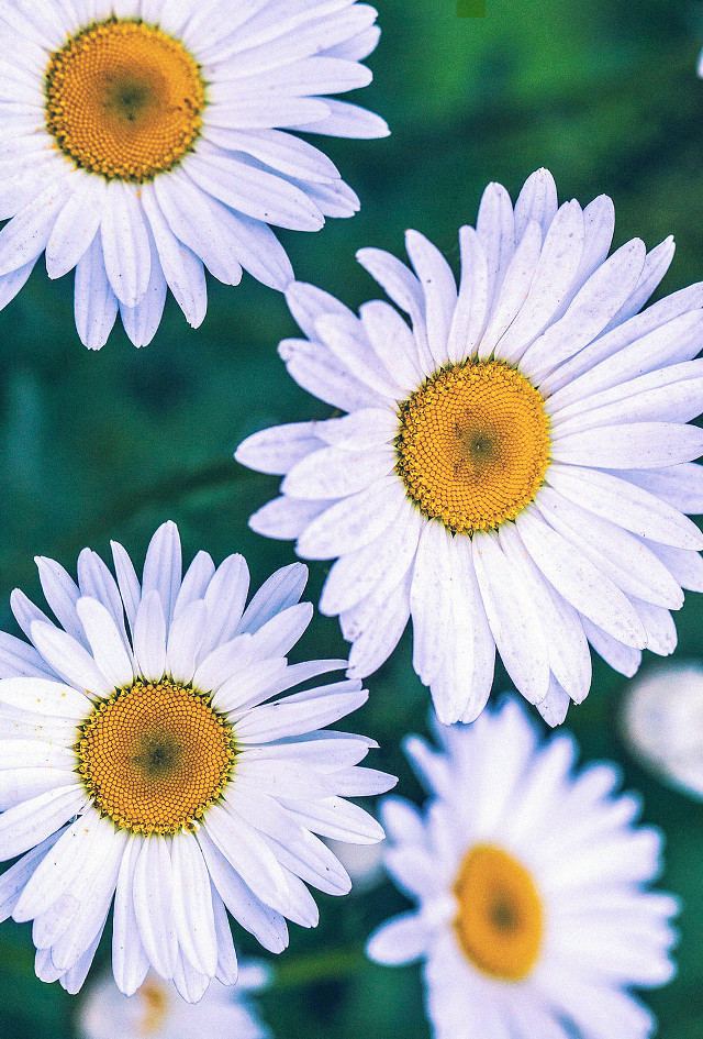 Daisy field macro photorealism blurry free wallpaper for mobile - medium preview image
