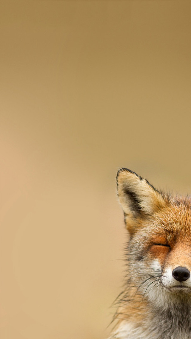 Red fox eyes closed blurry free wallpaper for mobile - medium preview image