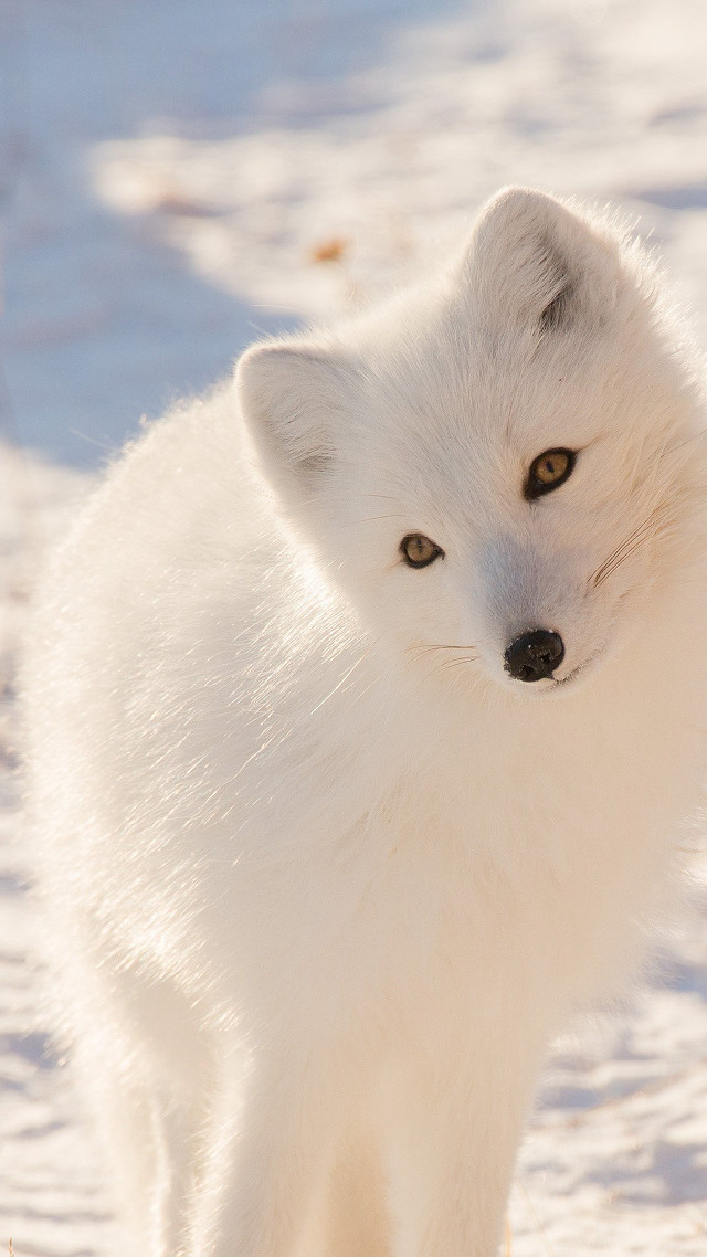 White fox snow curious looking free wallpaper for mobile - medium preview image