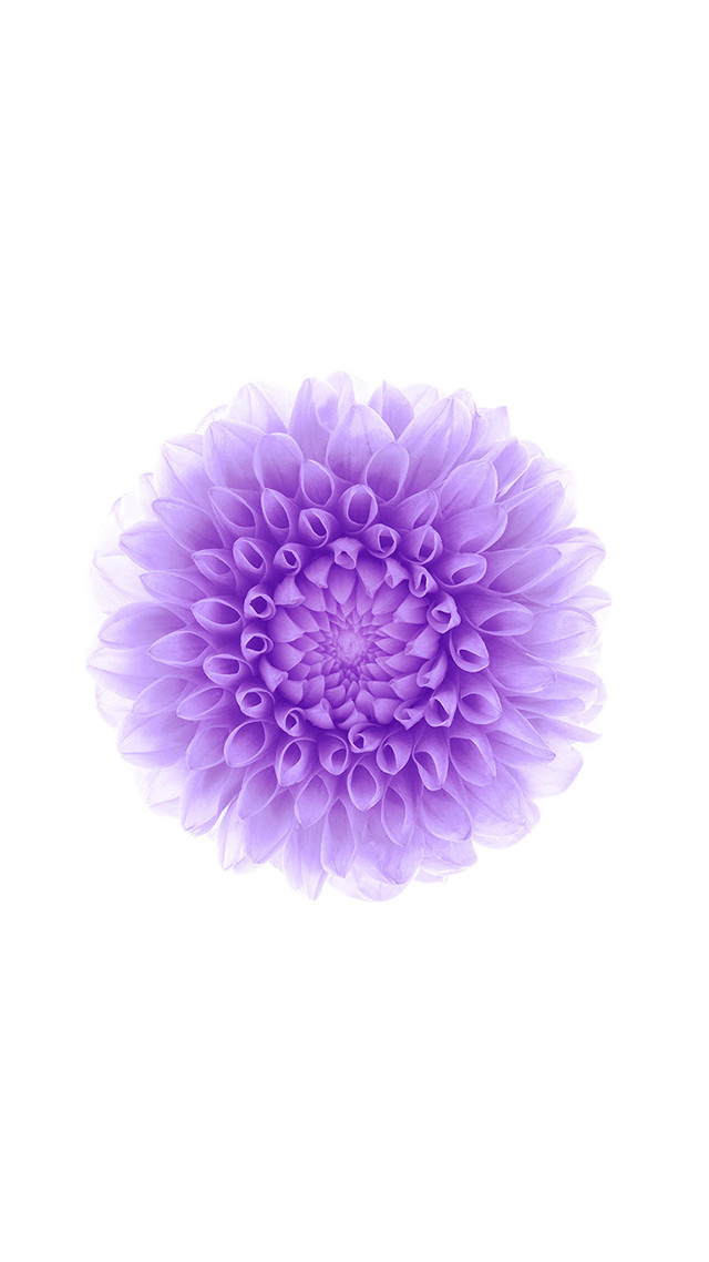 Purple flower white background white free wallpaper for mobile - medium preview image