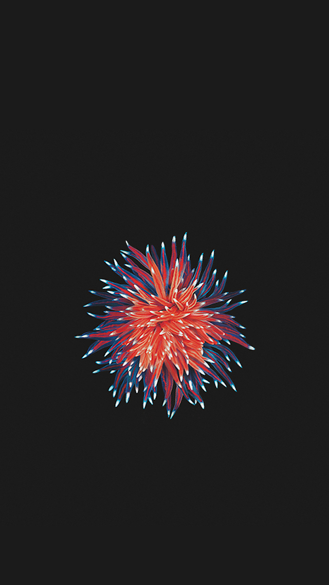 Red white blue fireworks black free wallpaper for mobile - medium preview image