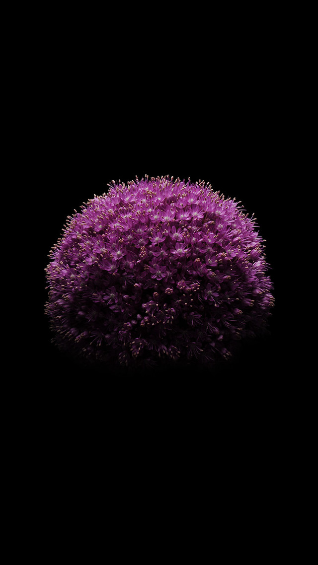 Purple flower black background reflection free wallpaper for mobile - medium preview image