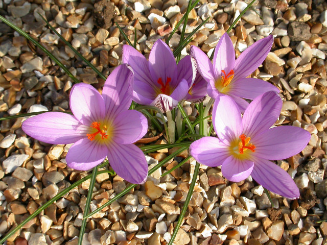Purple flowers gravel rocks grass #3 free wallpaper for desktop - medium preview image