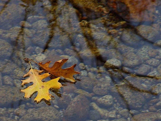 Leaf floating water rocks trees free wallpaper for desktop - medium preview image