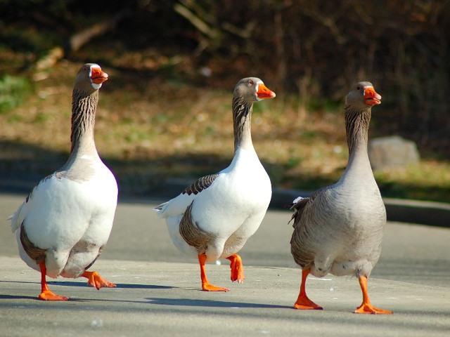 Three geese walking street grass free wallpaper for desktop - medium preview image