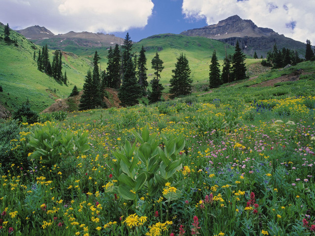 Wildflowers mountains trees clouds nature free wallpaper for desktop - medium preview image
