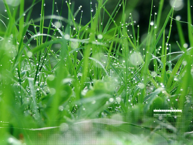Dew grass closeup blurry background free wallpaper for desktop - medium preview image