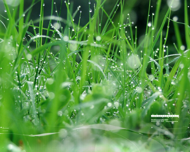 Dew grass macro blurry nature free wallpaper for desktop - medium preview image