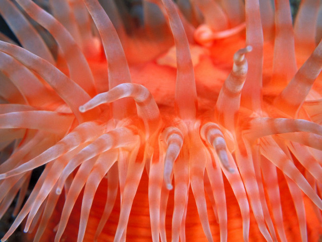 Orange anemone white stripe black #2 free wallpaper for desktop - medium preview image